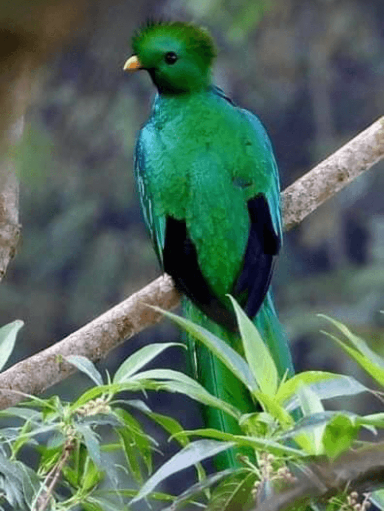 The Resplendent Quetzal is shy and hard to spot unless you go with a birding guide.