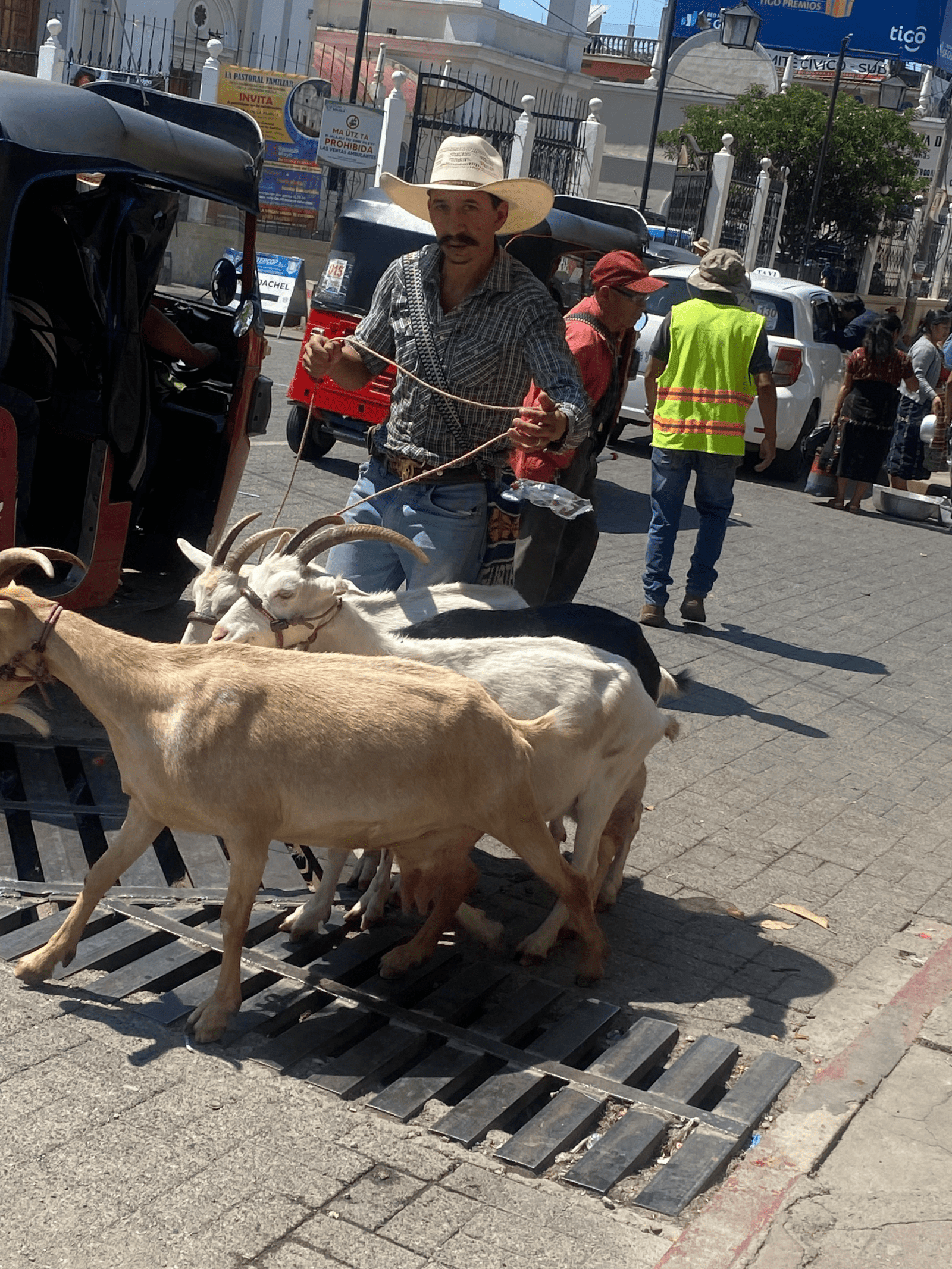 During a day tour in this colonial city, you can find herds of goats.