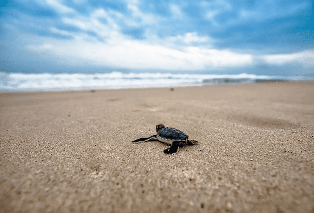 Baby turtle fresh from its egg makes his way to the ocean. The nests are found in rural areas.