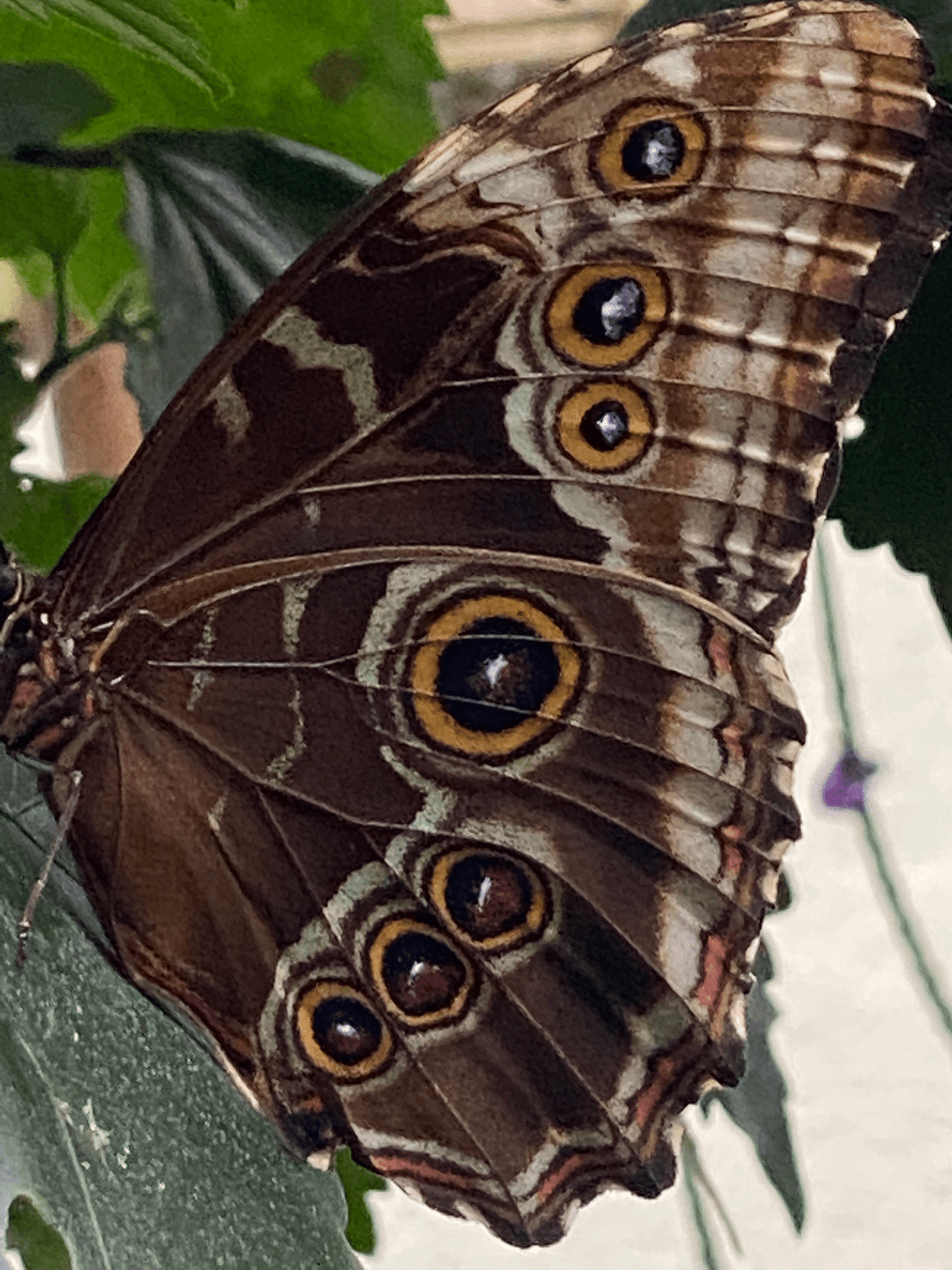 Blue morph butterfly.
